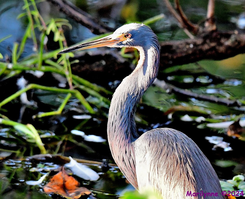 DSC_5870_001.JPG
