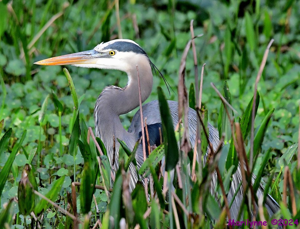 DSC_5871_001.JPG