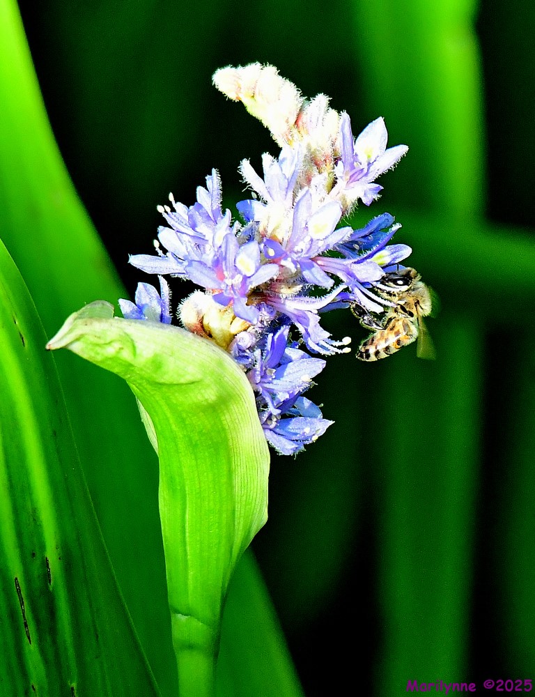 DSC_5872_001.JPG