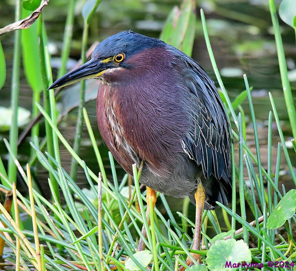 DSC_5874_001.JPG