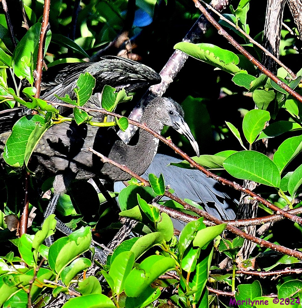 DSC_5875_001.JPG