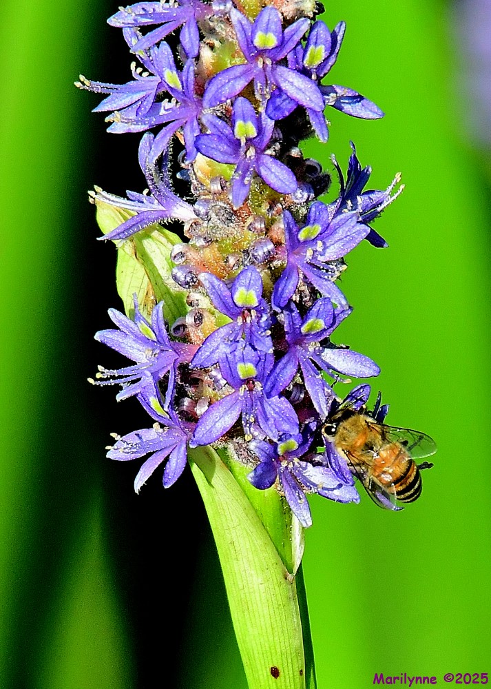 DSC_5875_001.JPG
