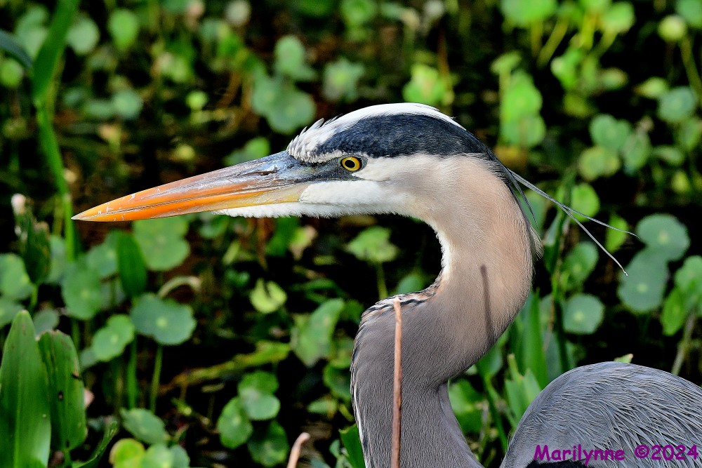 DSC_5877_001.JPG