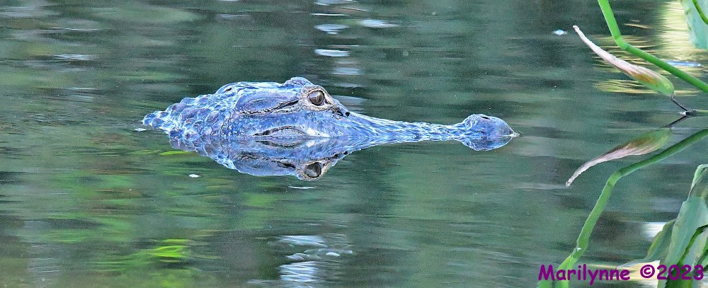 DSC_5878_001.JPG
