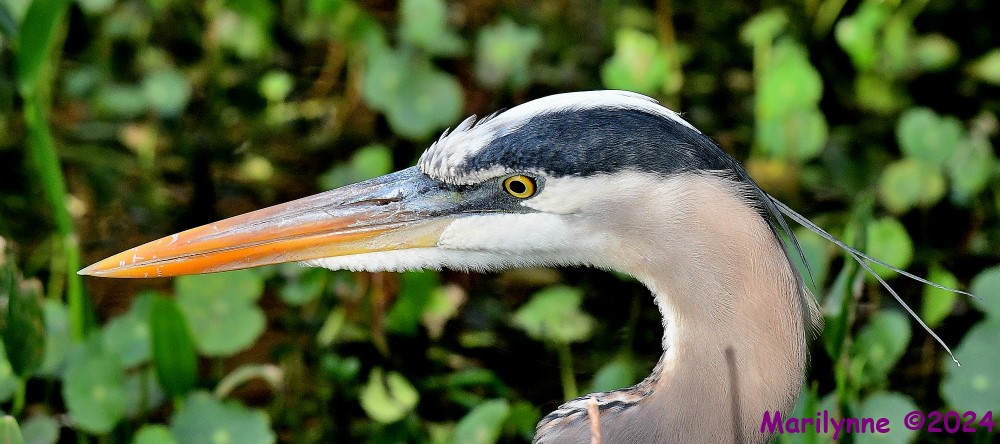 DSC_5878_001.JPG