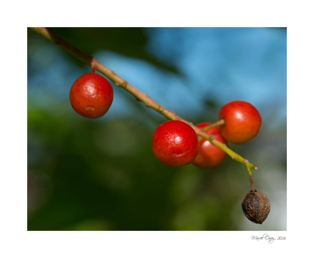DSC_5879.jpg