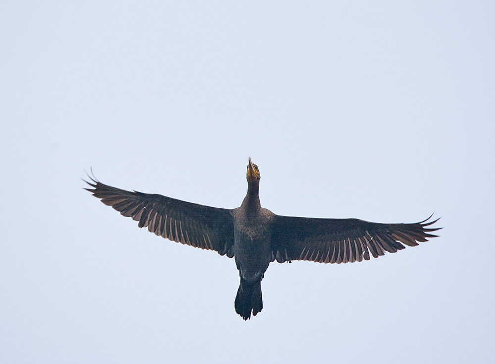 DSC_5881.jpg
