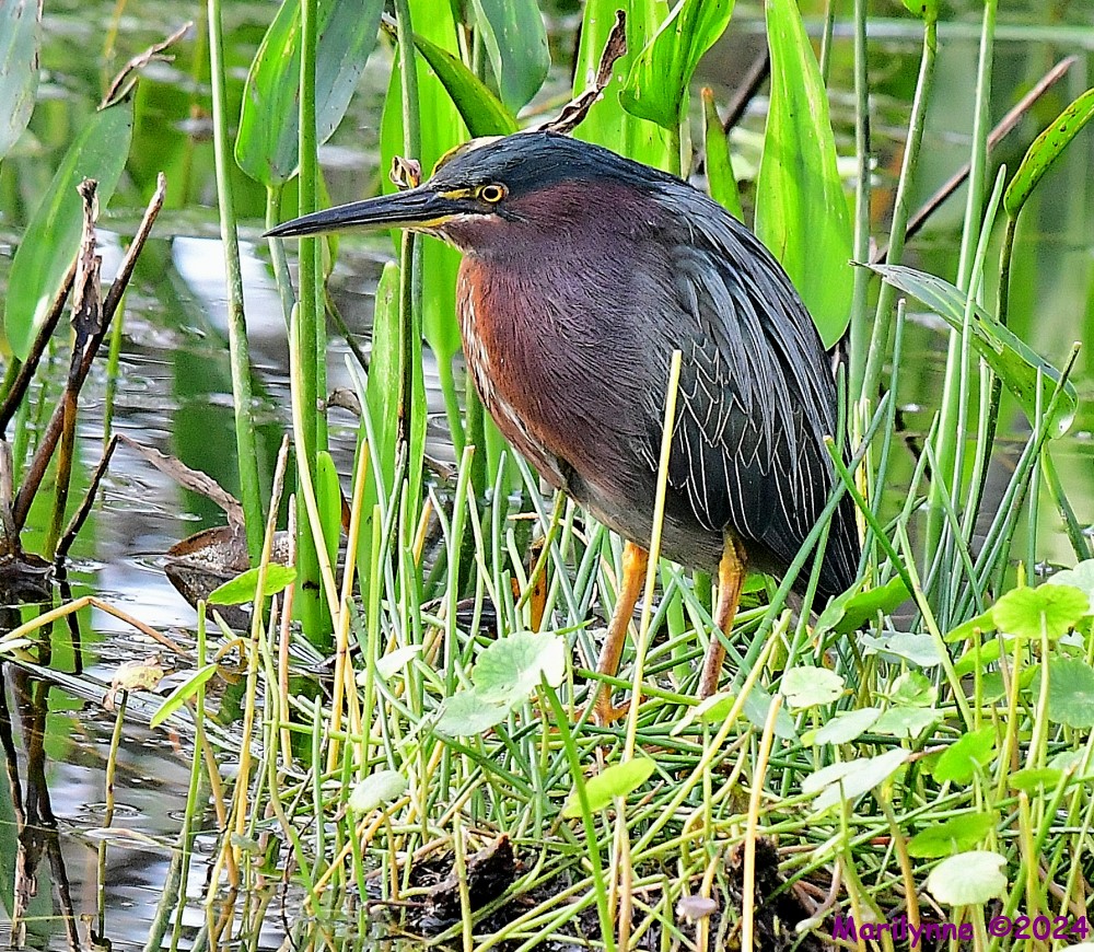 DSC_5881_001.JPG