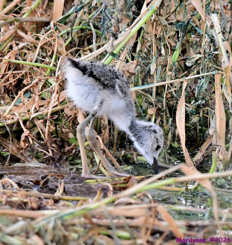 DSC_5881_001.JPG