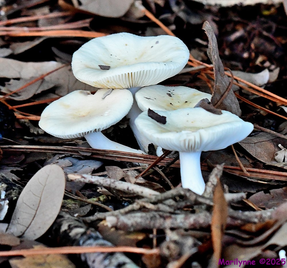 DSC_5883_001.JPG