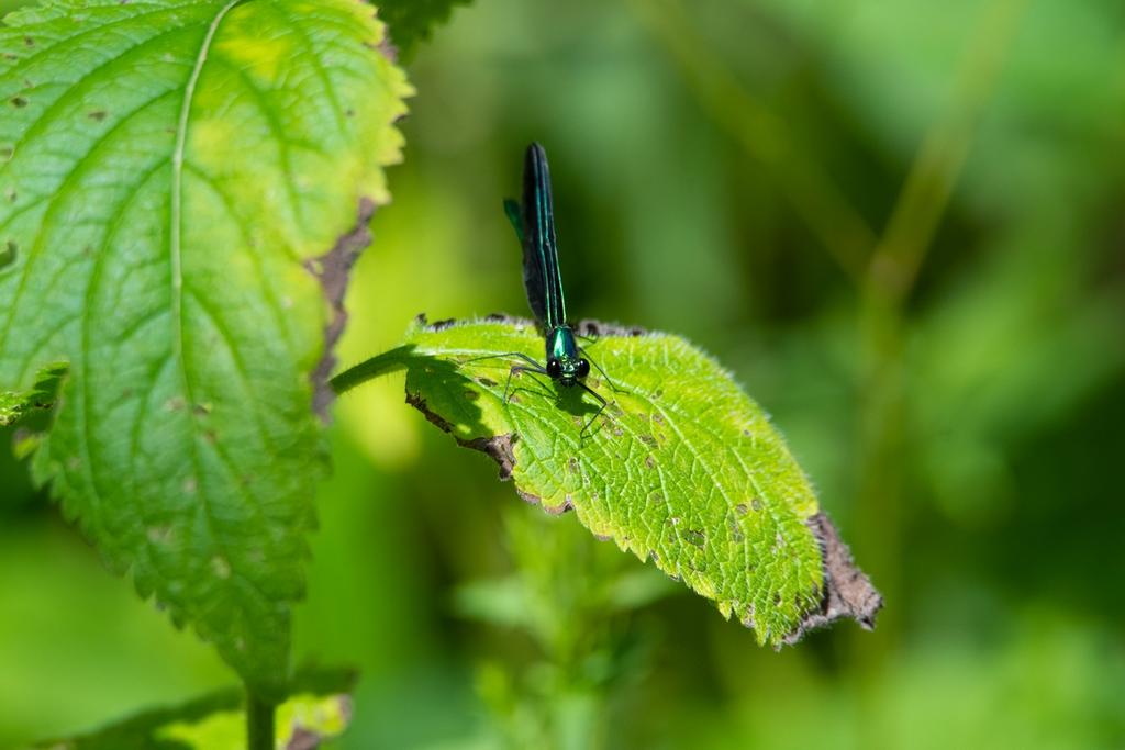DSC_5885.jpg