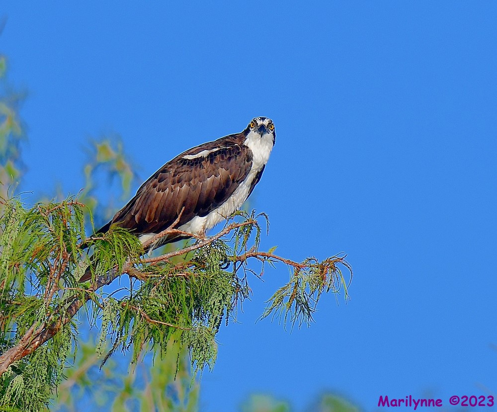 DSC_5887_001.JPG