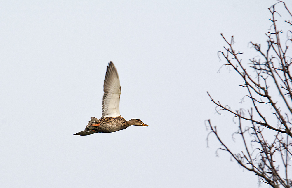 DSC_5888.jpg