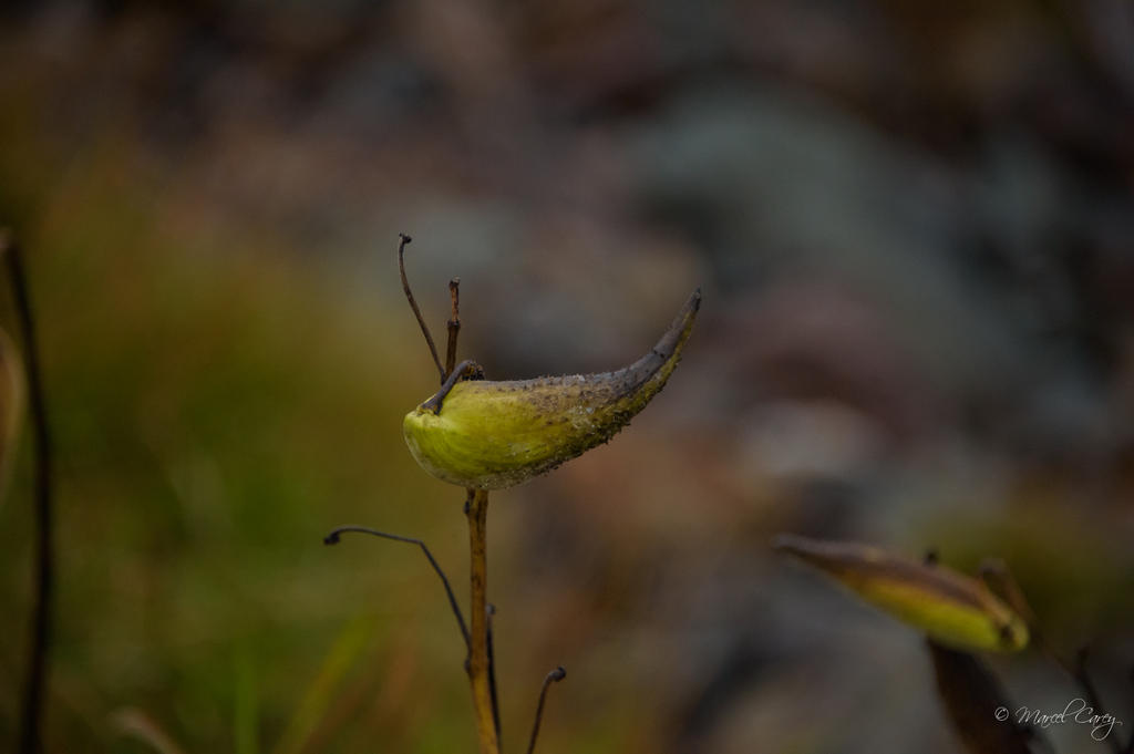 DSC_5888.jpg