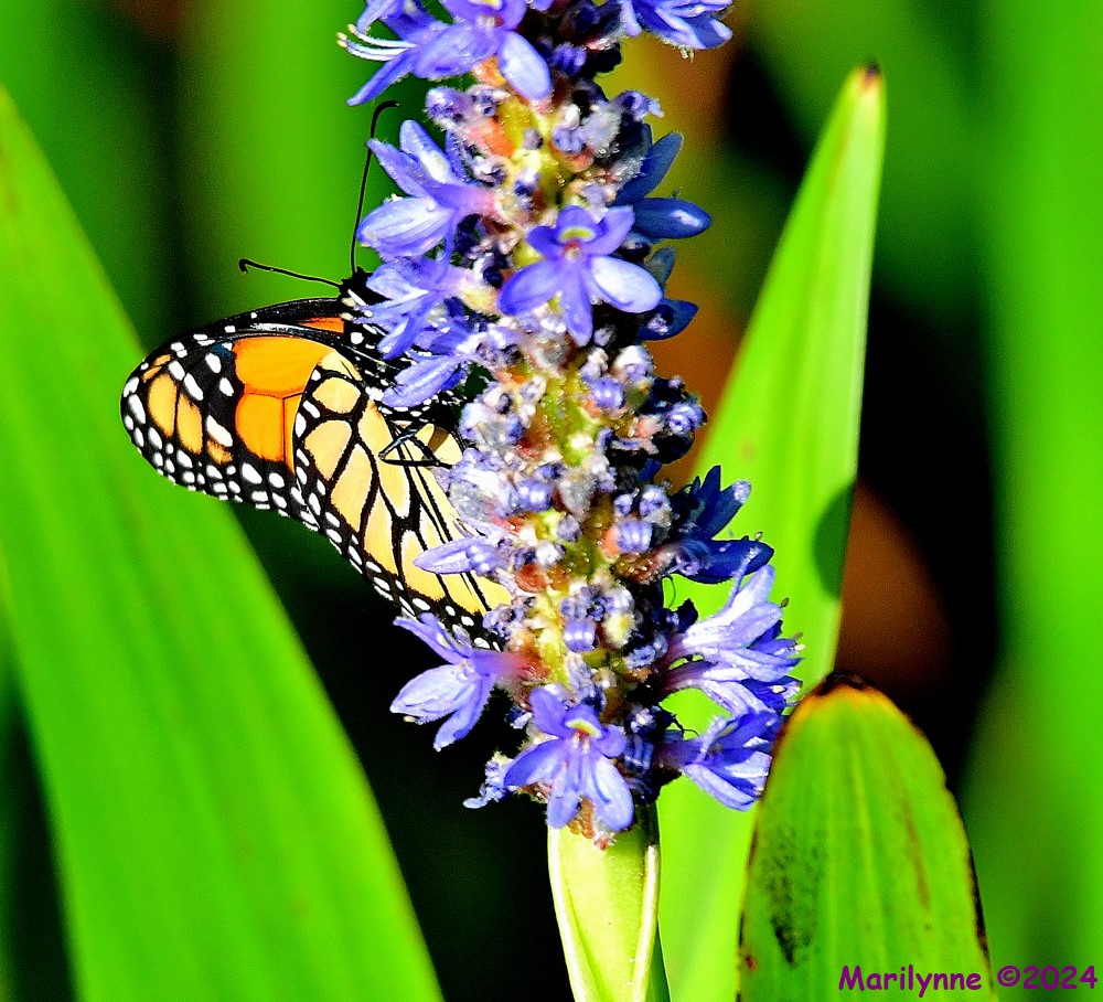 DSC_5888_001.JPG