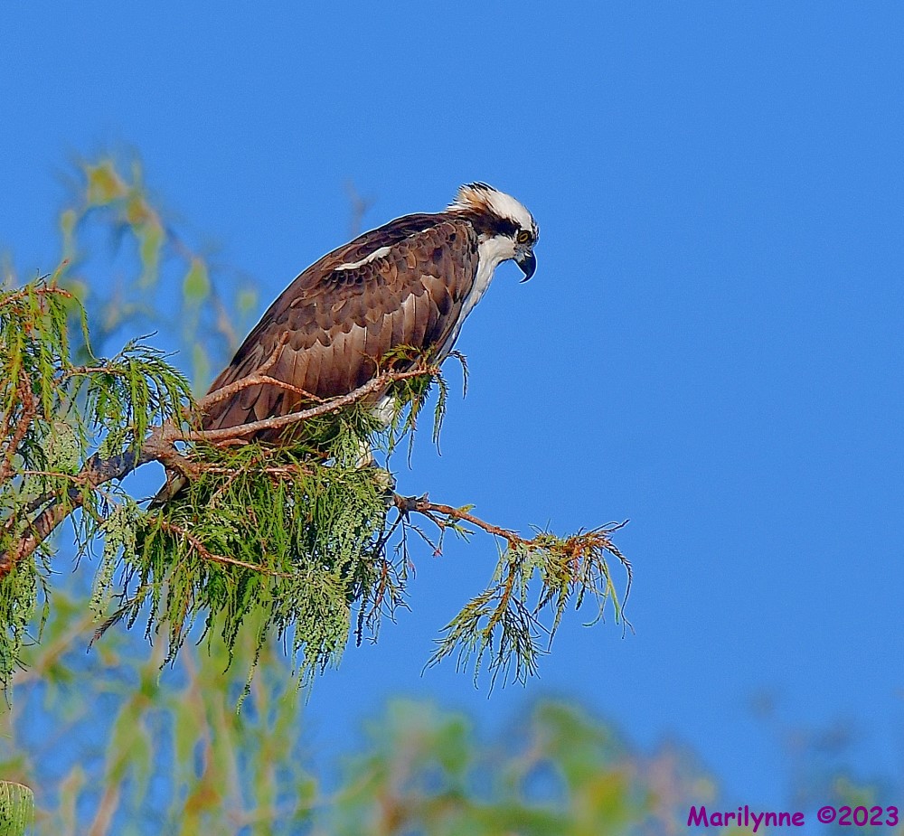 DSC_5890_001.JPG