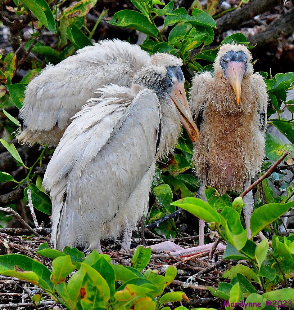 DSC_5893_001.JPG