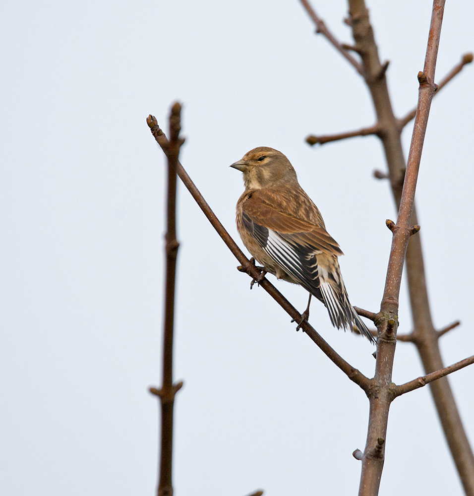 DSC_5896.jpg