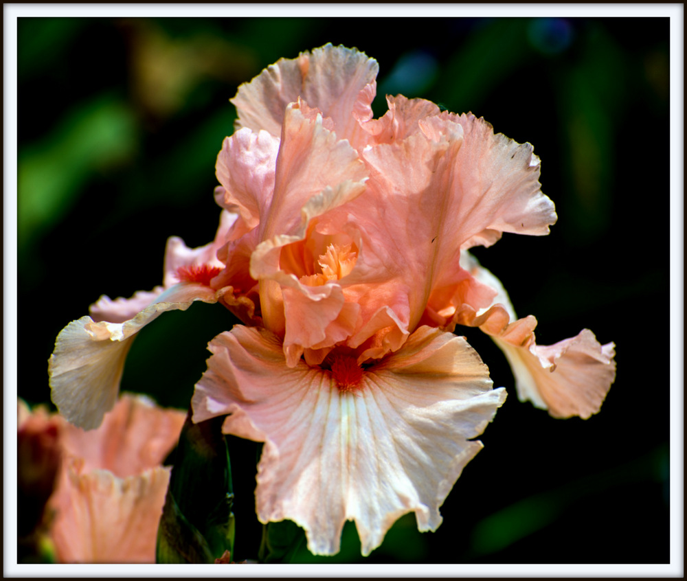 DSC_5896.jpg