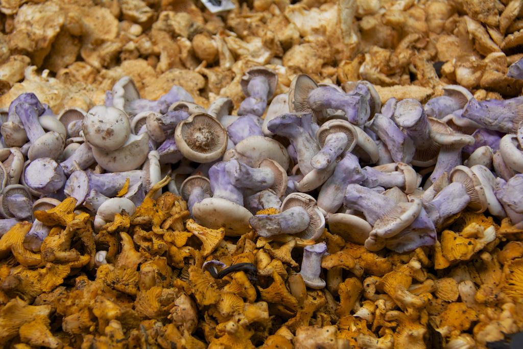 DSC_5896.jpg