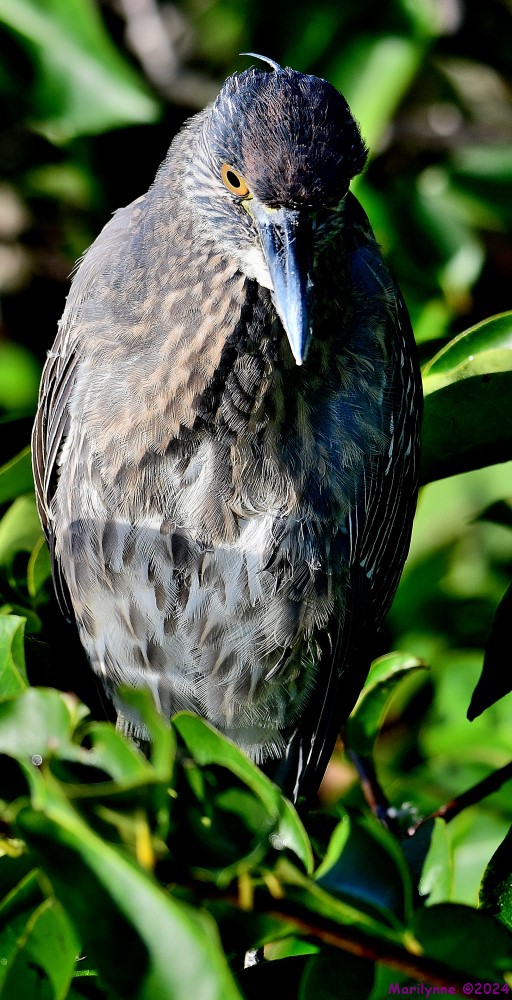 DSC_5896_001.JPG