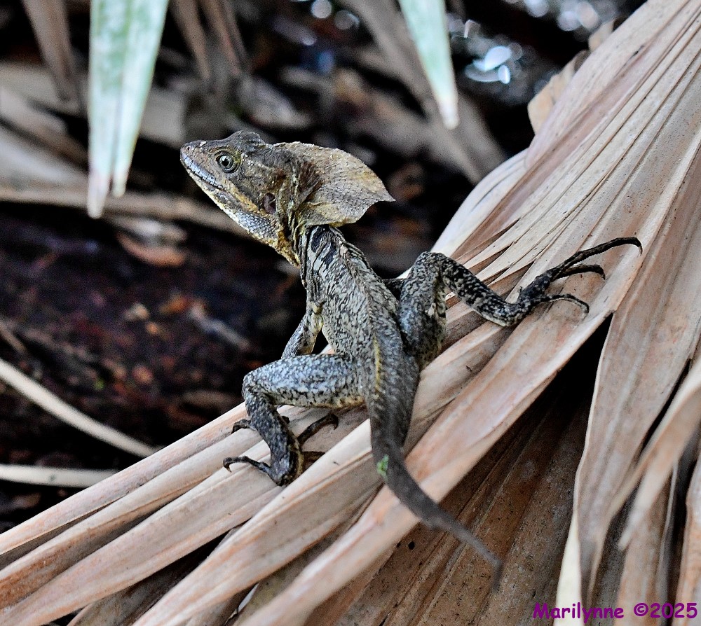 DSC_5896_001.JPG