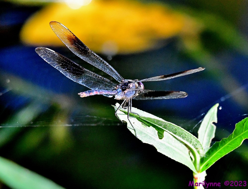 DSC_5899_001.JPG