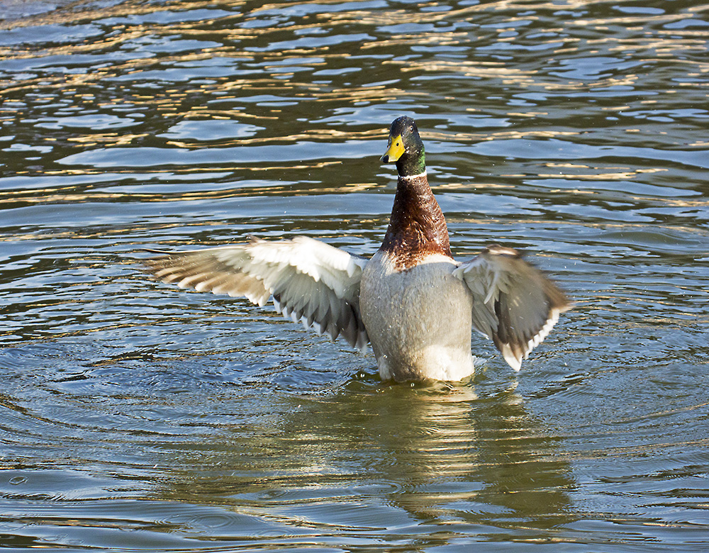DSC_5901.jpg