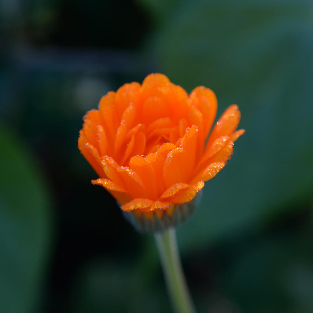 DSC_5906.jpg