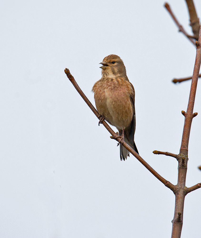 DSC_5907.jpg