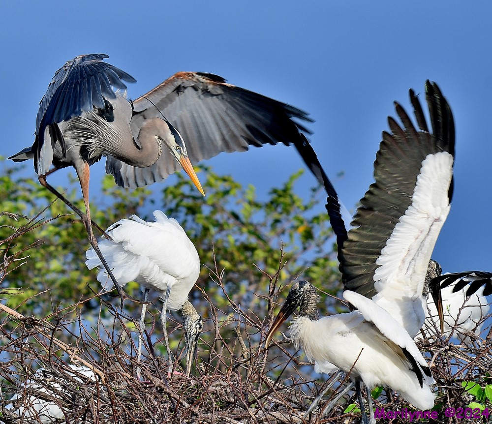 DSC_5908_001.JPG