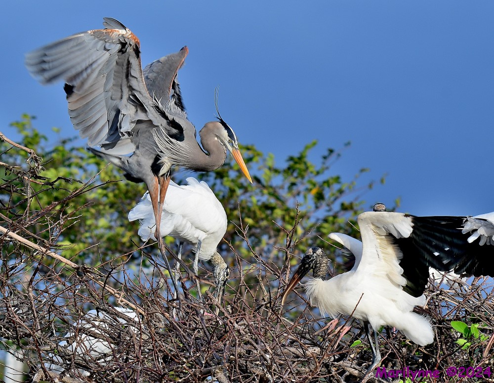 DSC_5909_001.JPG