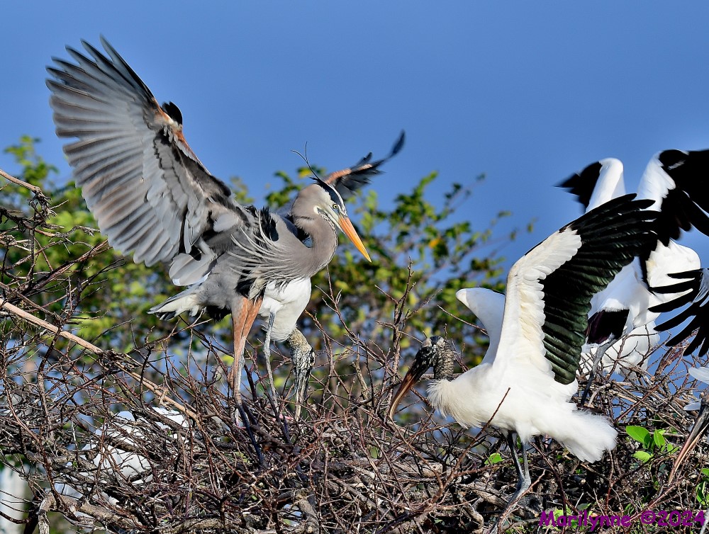 DSC_5910_001.JPG