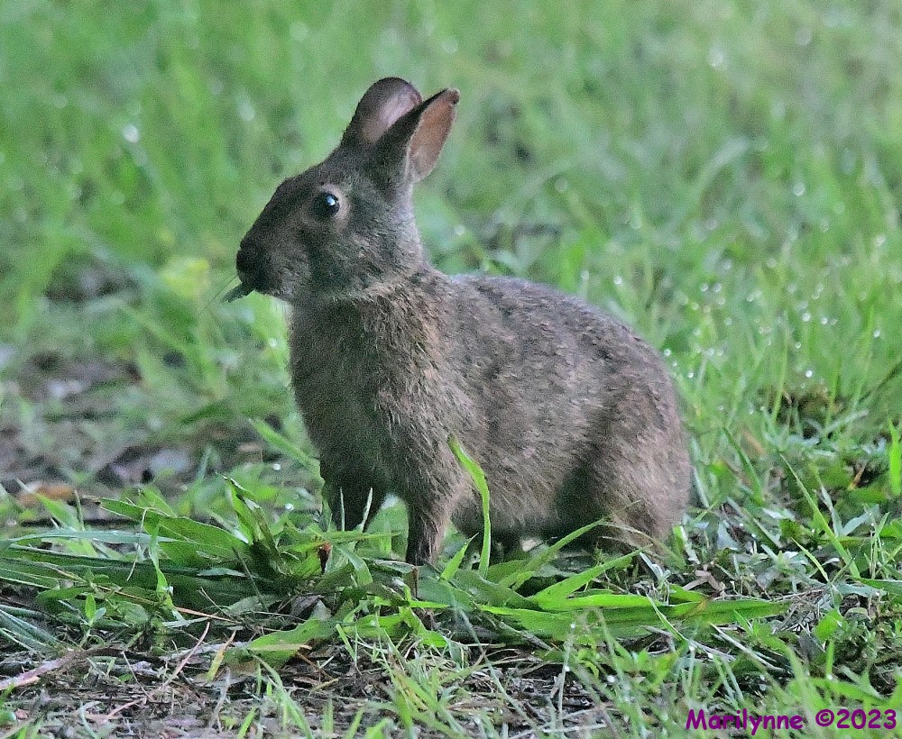 DSC_5912_001.JPG