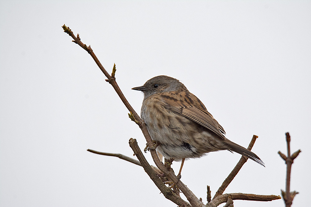 DSC_5915.jpg