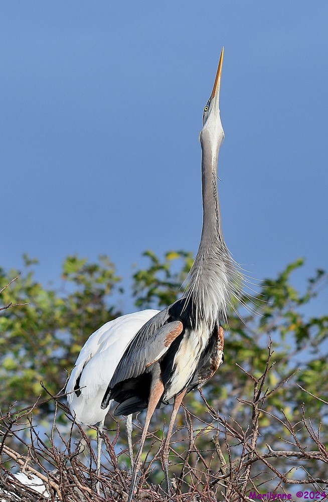 DSC_5915_001.JPG