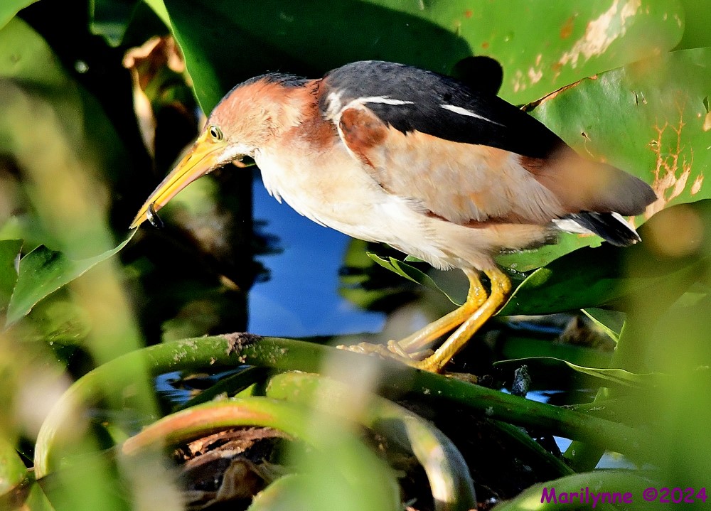 DSC_5916_001.JPG
