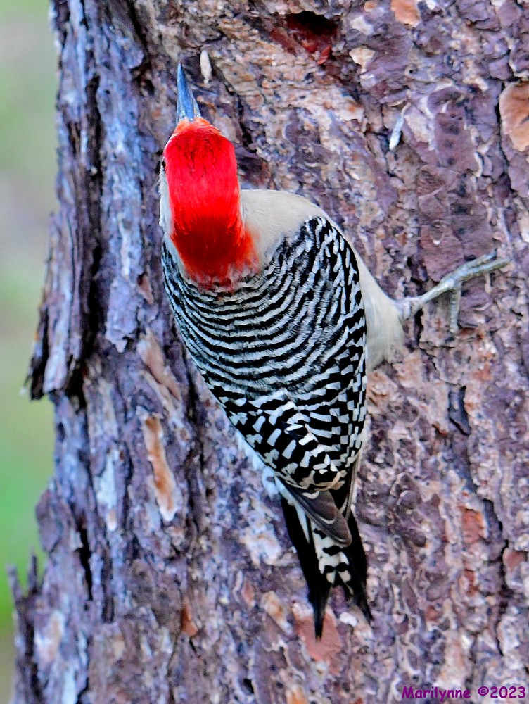 DSC_5917_001.JPG