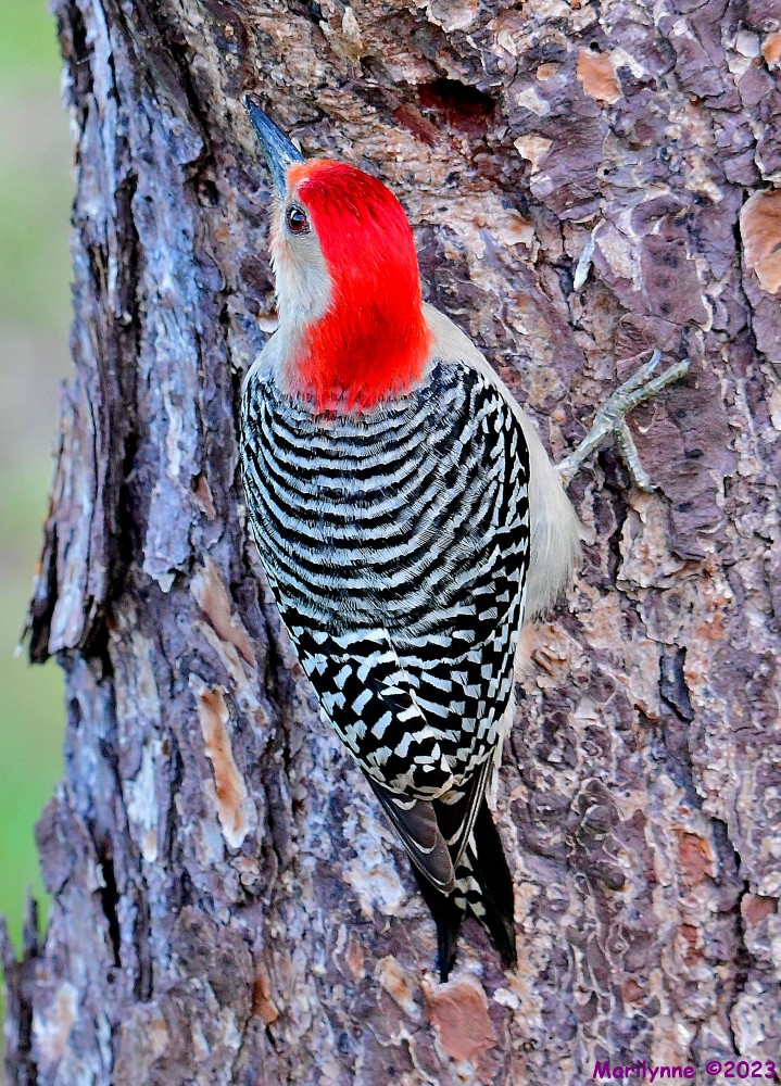 DSC_5920_001.JPG