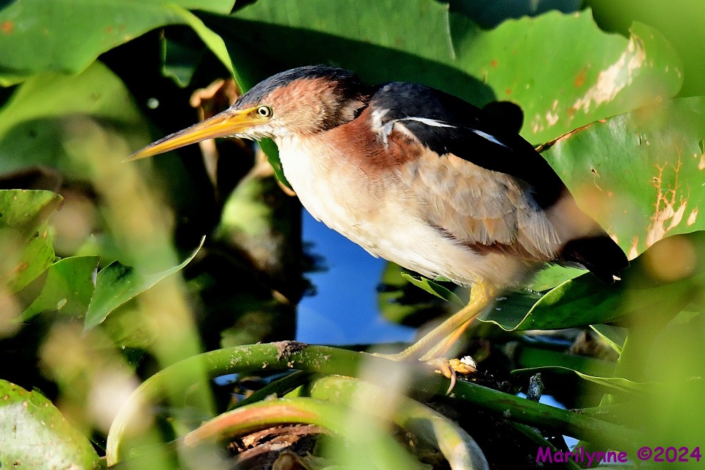 DSC_5921_001.JPG