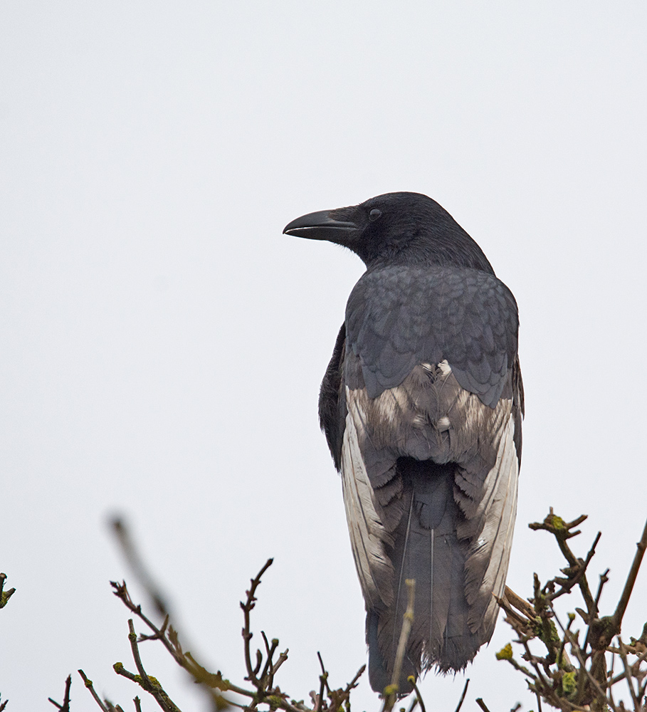 DSC_5922.jpg