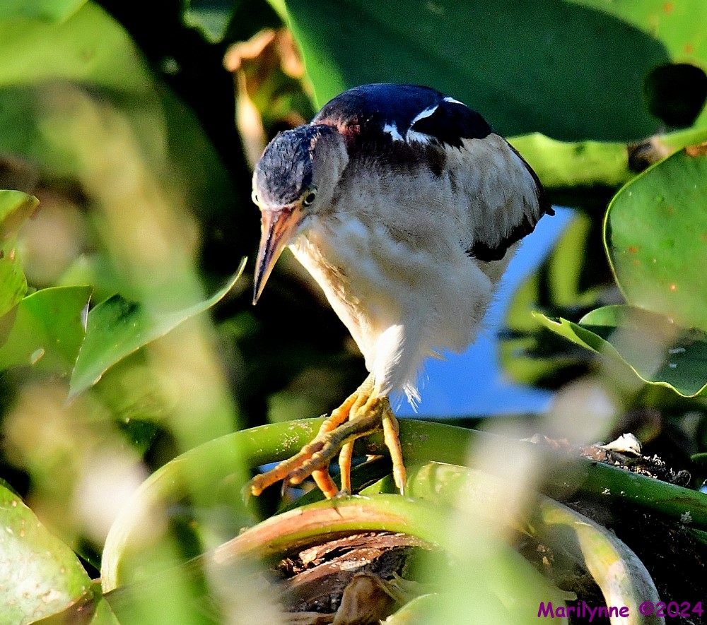 DSC_5923_001.JPG