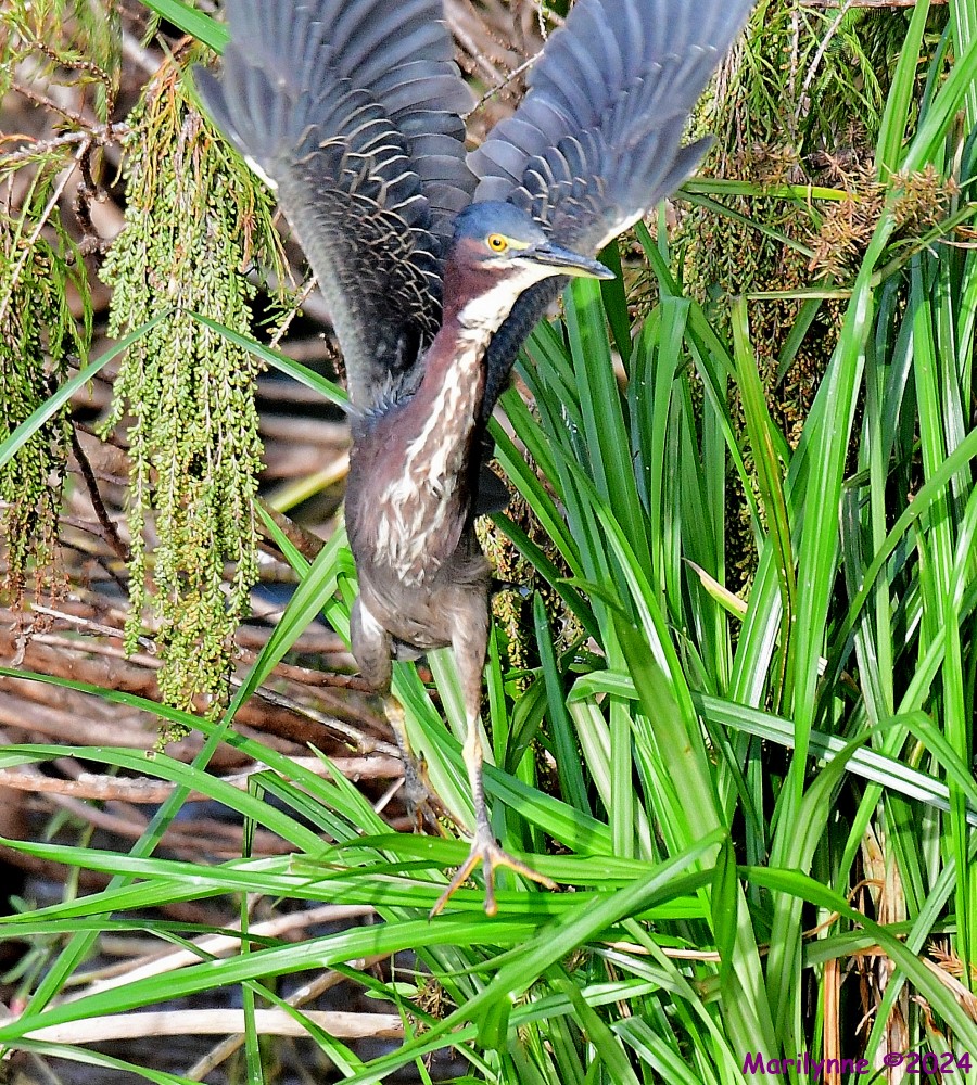 DSC_5925_001.JPG