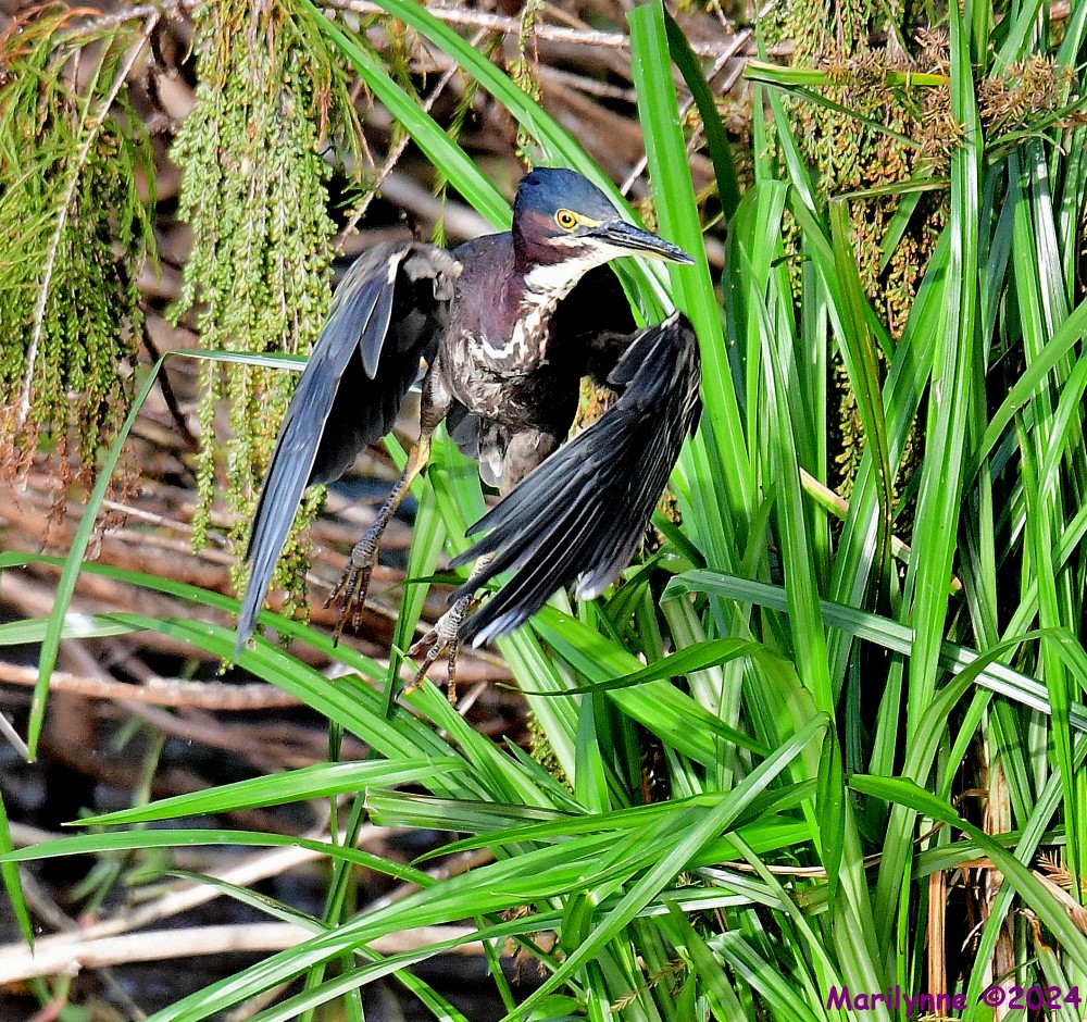 DSC_5926_001.JPG