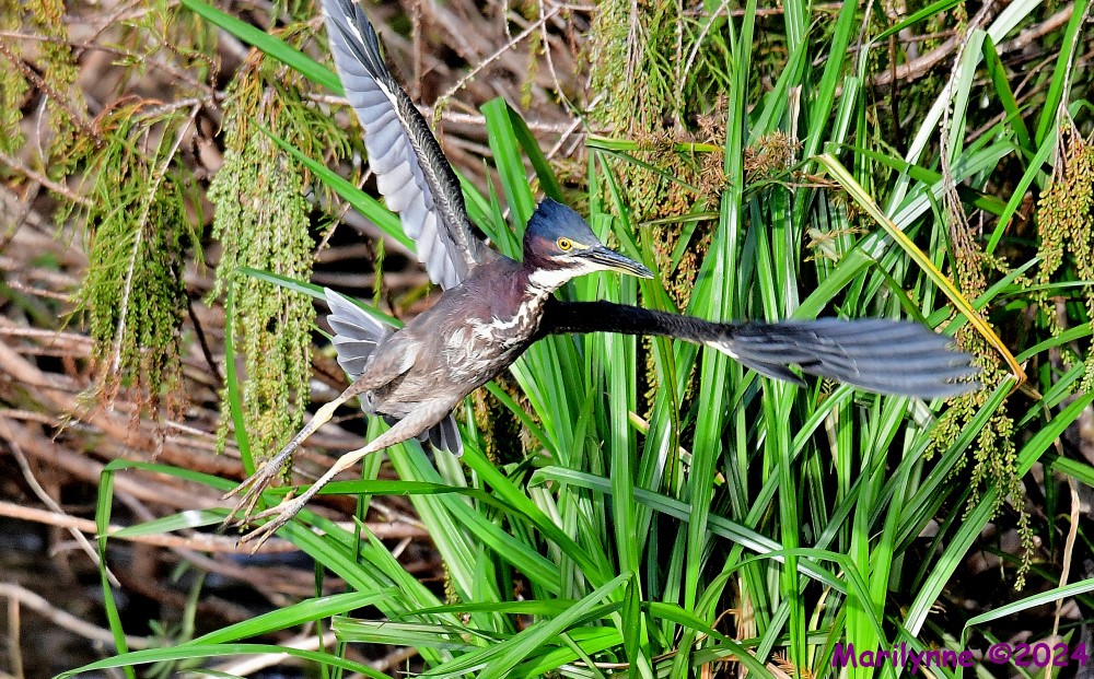 DSC_5927_001.JPG