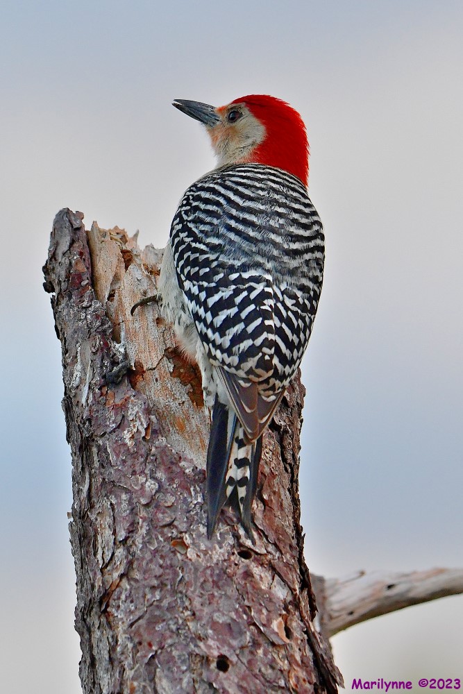 DSC_5929_001.JPG