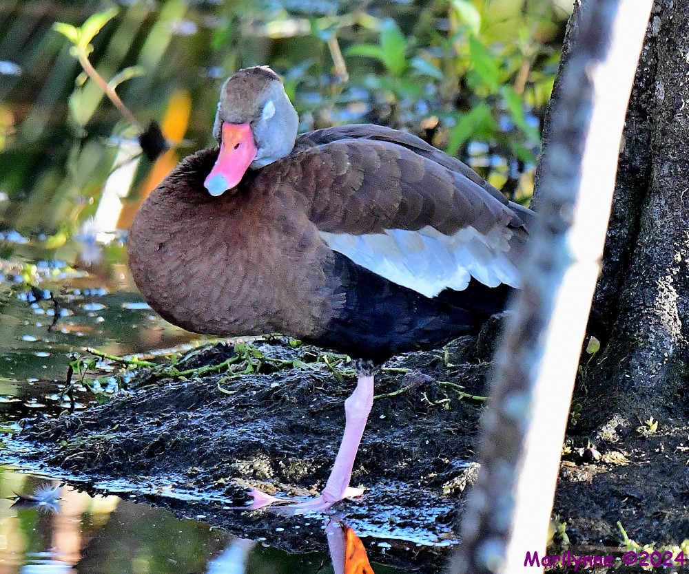 DSC_5930_001.JPG