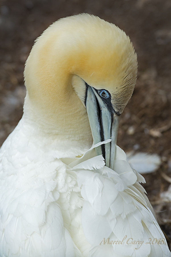 DSC_5931.jpg