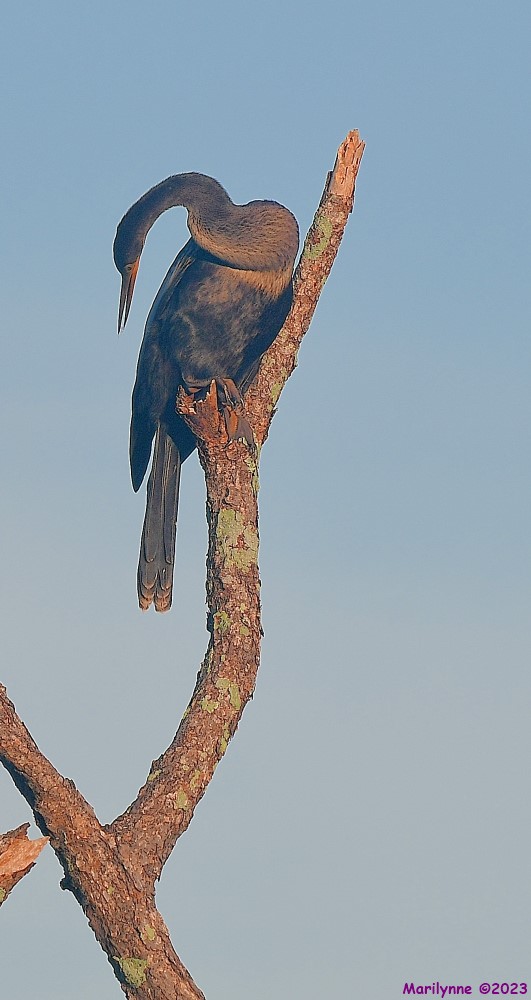 DSC_5931_001.JPG