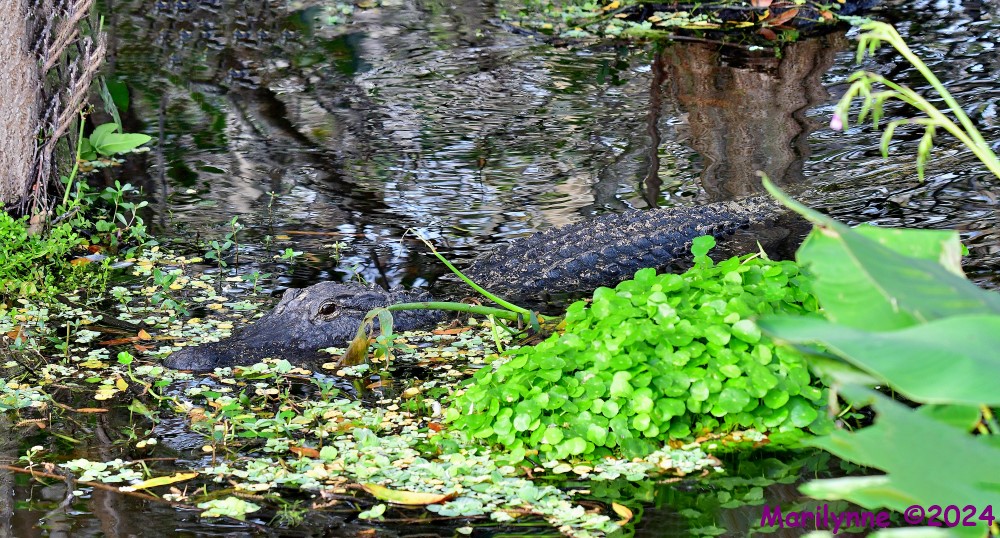 DSC_5931_stitch3_001.JPG